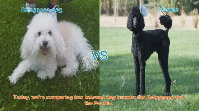 Video thumbnail for Bolognese vs. Poodle: A Comparison of Beloved Dog Breeds