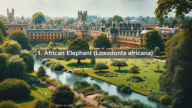 Video thumbnail for Exploring South Africa's Wildlife Wonders: Top 10 Native Fauna