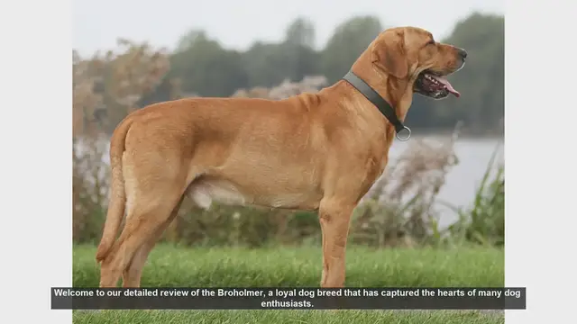 Video thumbnail for Broholmer Dog Breed Review: Pros and Cons of Owning a Broholmer