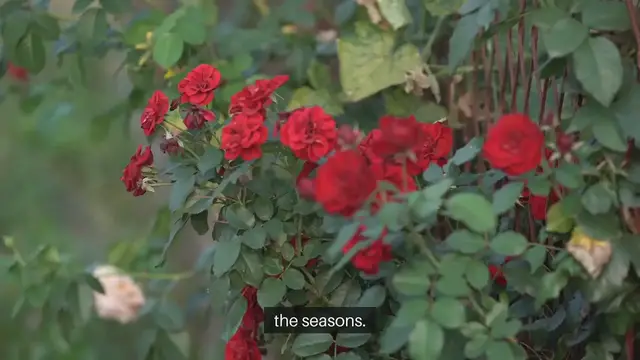 Video thumbnail for Cottage Garden Flowers To Plant This Year