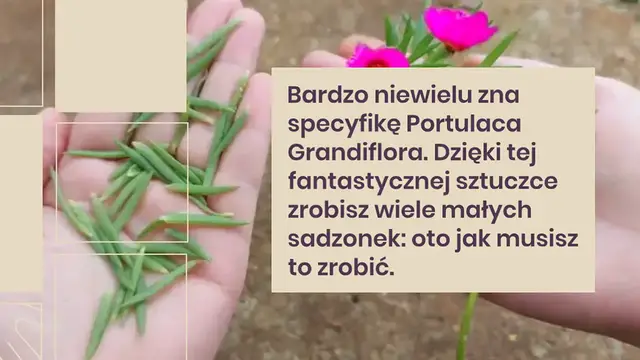 Video thumbnail for Purslane Grandiflora, niewiele osób wie o tej niesamowitej sztuczce