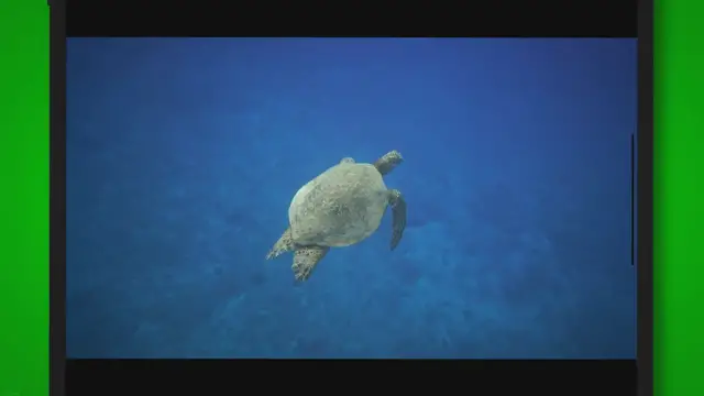 'Video thumbnail for Do Turtles Get Attached To Their Owners?(The Secret Bond Unveiled)'