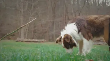 'Video thumbnail for My Puppy Died After Deworming – How did this even happen?'