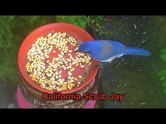 Video thumbnail for Backyard Safari - November 14, 2025