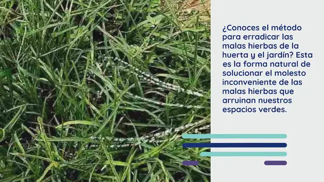 Video thumbnail for El método para erradicar las malas hierbas del jardín de forma natural