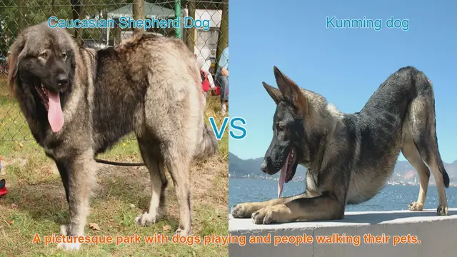 Video thumbnail for Comparing Caucasian Shepherd Dog and Kunming Dog: Origins, Characteristics, and Temperament