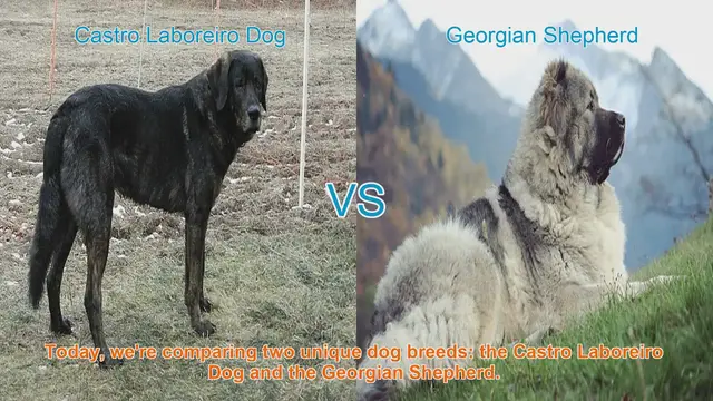 Video thumbnail for Comparing Castro Laboreiro Dog and Georgian Shepherd: Traits and Characteristics