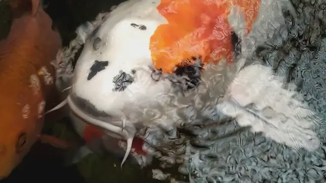 Video thumbnail for Best High-Protein Foods for Faster Koi Fish Growth