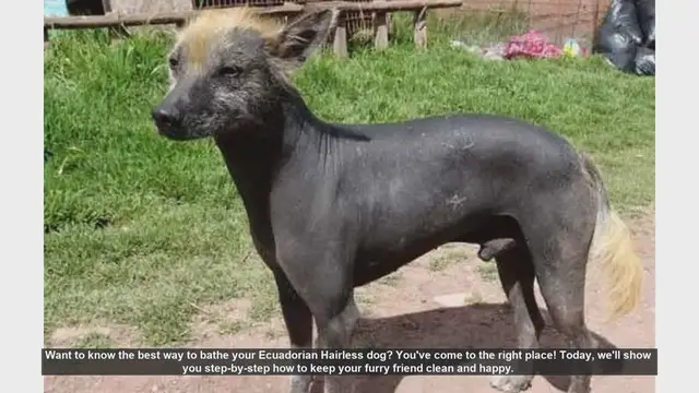 Video thumbnail for How to Bathe Your Ecuadorian Hairless Dog: Step-by-Step Guide