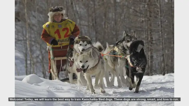 Video thumbnail for How to Train Kamchatka Sled Dogs: A Step-by-Step Guide