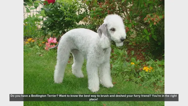 Video thumbnail for How to Brush and Deshed Your Bedlington Terrier: Step-by-Step Guide