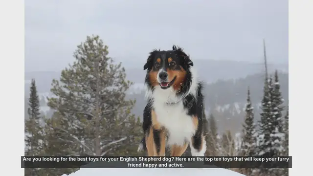 Video thumbnail for Top 10 Toys to Keep Your English Shepherd Happy and Active