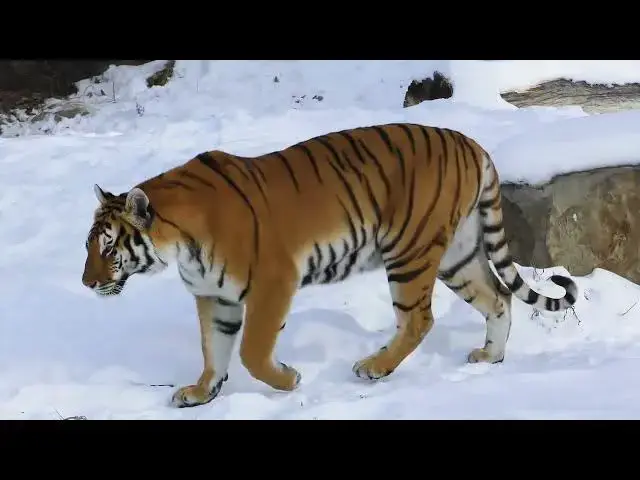 Video thumbnail for Exploring the Tiger’s Dominance in the Animal Food Chain