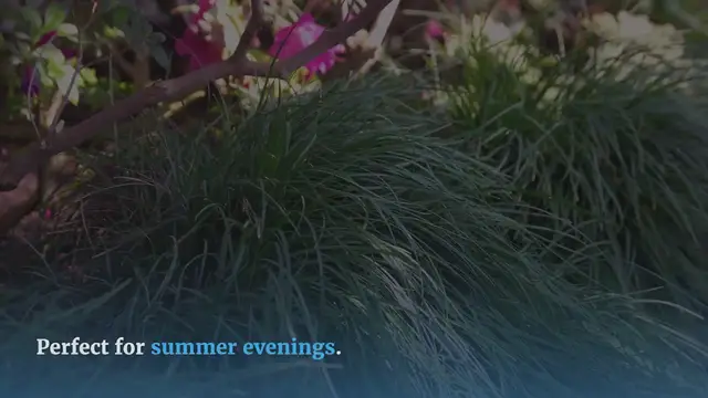 Video thumbnail for Fragrant Lemongrass Rice Recipe