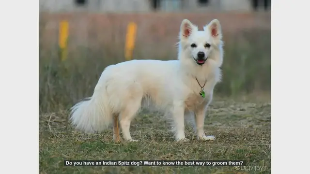 Video thumbnail for Ultimate Guide to Grooming Your Indian Spitz Dog
