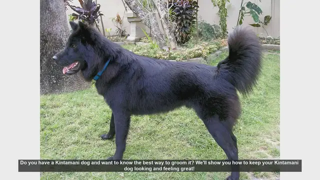 Video thumbnail for Ultimate Guide to Grooming Your Kintamani Dog