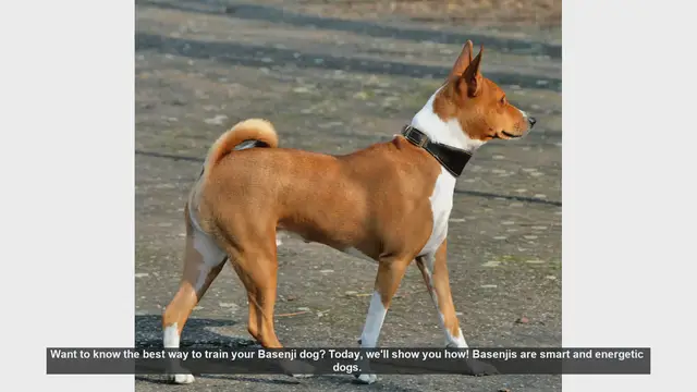 Video thumbnail for Best Tips for Training Your Basenji Dog