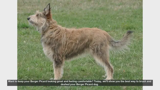 Video thumbnail for How to Brush and Deshed Your Berger Picard: Essential Grooming Tips