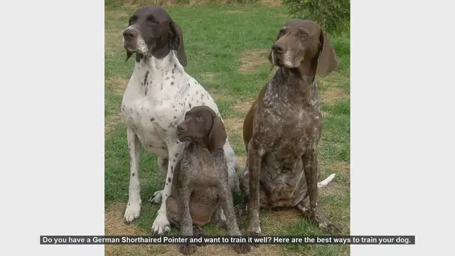 Video thumbnail for Top Tips for Training Your German Shorthaired Pointer