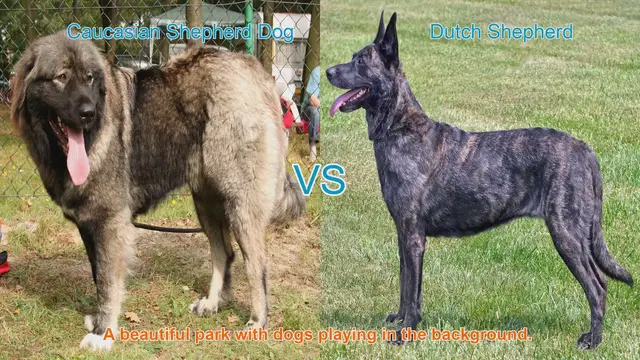 Video thumbnail for Caucasian Shepherd Dog vs. Dutch Shepherd: A Comprehensive Comparison
