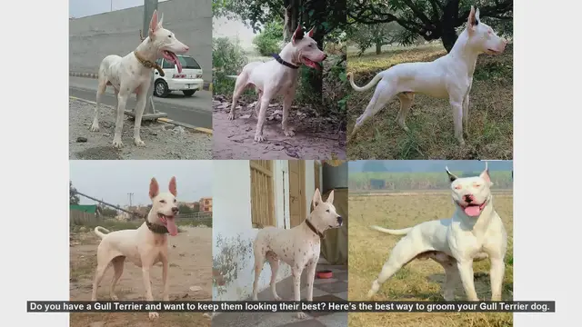 Video thumbnail for Essential Grooming Tips for Your Gull Terrier