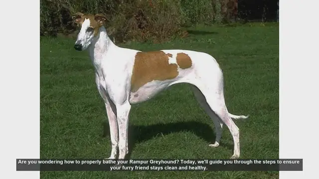 Video thumbnail for How to Bathe Your Rampur Greyhound: A Step-by-Step Guide