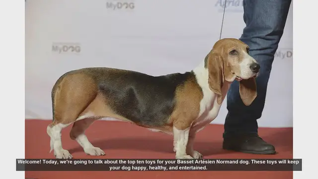 Video thumbnail for Top 10 Toys for Your Basset Artésien Normand Dog