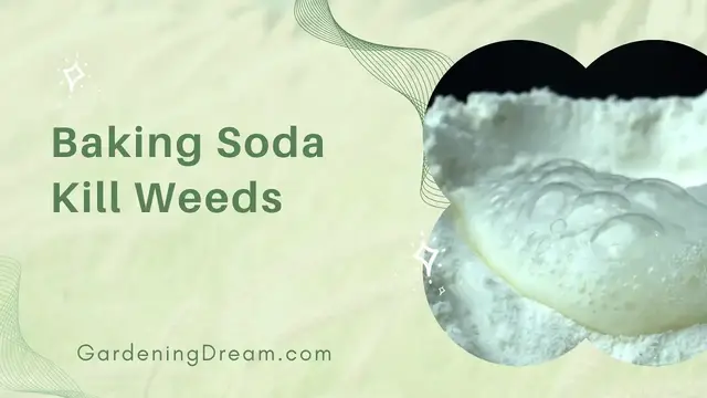 'Video thumbnail for Baking Soda Kill Weeds'