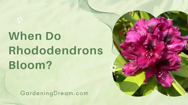 'Video thumbnail for When Do Rhododendrons Bloom?'