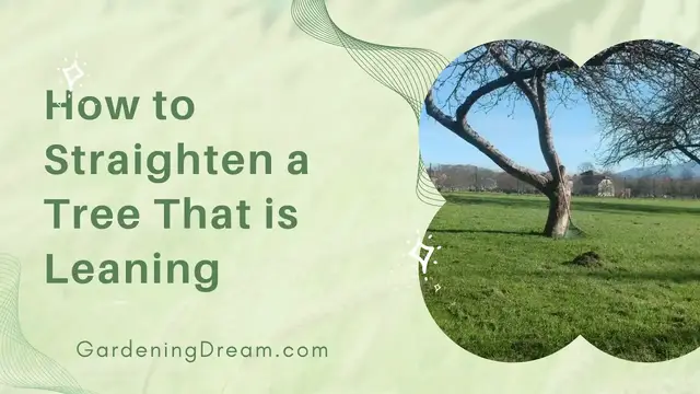 'Video thumbnail for How to Straighten a Tree That is Leaning'