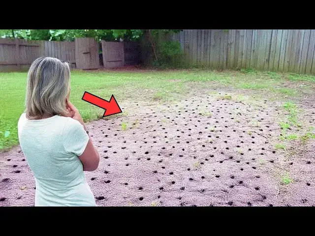 Video thumbnail for Woman Finds Hundreds Of Tiny Holes In Backyard, Then Expert Explains Why