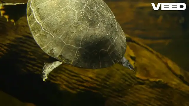 Video thumbnail for Essential Guide for Turtle Owners: How to Care for Your Turtle at Home