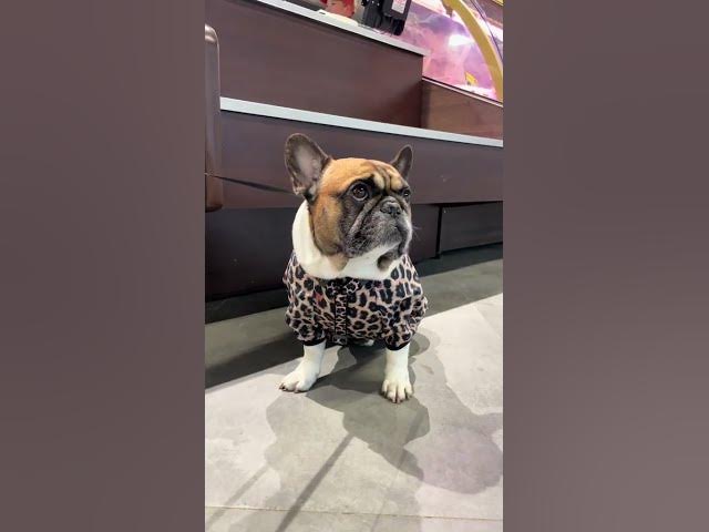 Video thumbnail for when for shopping. #frenchbulldog #usa