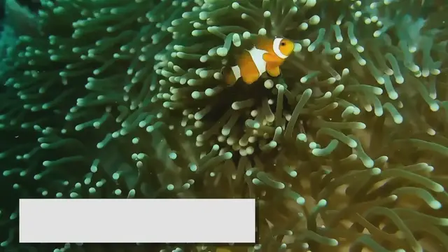 'Video thumbnail for Best Bottom-Dwelling Fish: Exploring the Aquarium Floor'