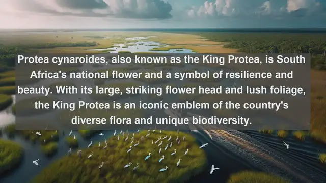 Video thumbnail for Unveiling South Africa's Botanical Wonders: Top 10 Native Plants You Can't Miss!