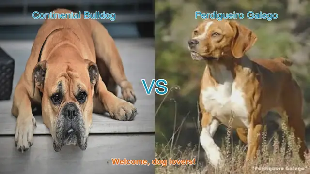 Video thumbnail for Comparing Continental Bulldog and Perdigueiro Galego: A Comprehensive Guide