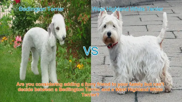 Video thumbnail for Bedlington Terrier vs. West Highland White Terrier: A Comparison Guide