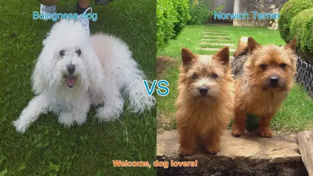 Video thumbnail for Bolognese Dog vs. Norwich Terrier: A Comparison of Two Charming Breeds