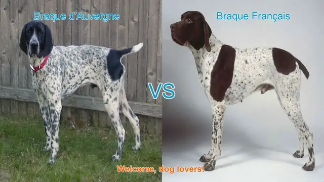 Video thumbnail for Braque d'Auvergne vs. Braque Français: A Comprehensive Comparison