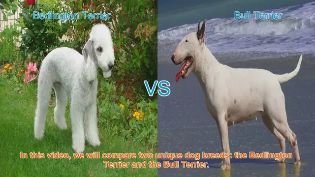 Video thumbnail for Bedlington Terrier vs. Bull Terrier: A Comparison of Unique Dog Breeds