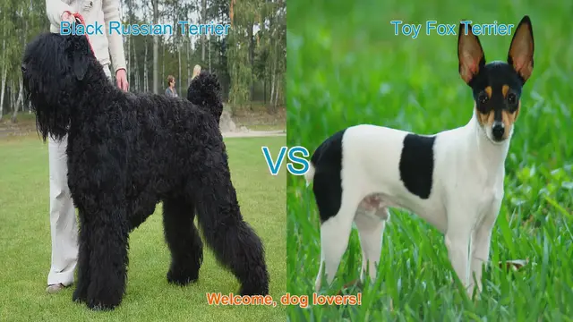 Video thumbnail for Black Russian Terrier vs. Toy Fox Terrier: A Comprehensive Breed Comparison