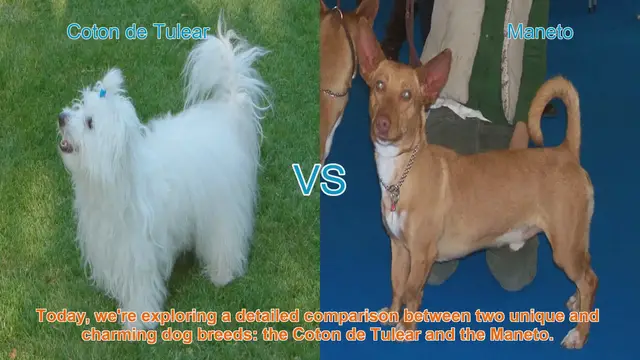 Video thumbnail for Coton de Tulear vs. Maneto: A Detailed Breed Comparison