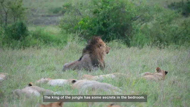 Video thumbnail for 10 Surprising Facts About Lion Mating Habits