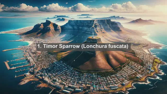 Video thumbnail for Discover Timor-Leste's Avian Treasures: Top 10 Native Birds Revealed