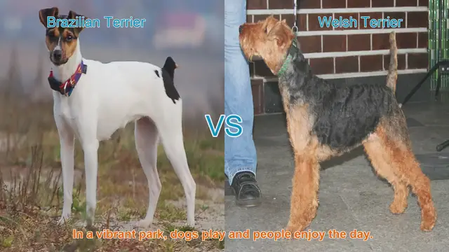 Video thumbnail for Brazilian Terrier vs. Welsh Terrier: Breed Comparison and Characteristics
