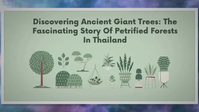 Video thumbnail for Ancient Giant Trees Found Petrified In Thailand