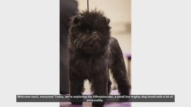 Video thumbnail for Affenpinscher: Pros and Cons of This Lively Dog Breed