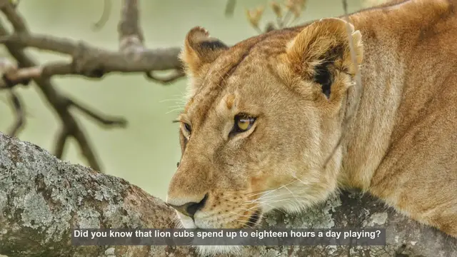 Video thumbnail for 10 Key Facts About Lion Cub Playtime