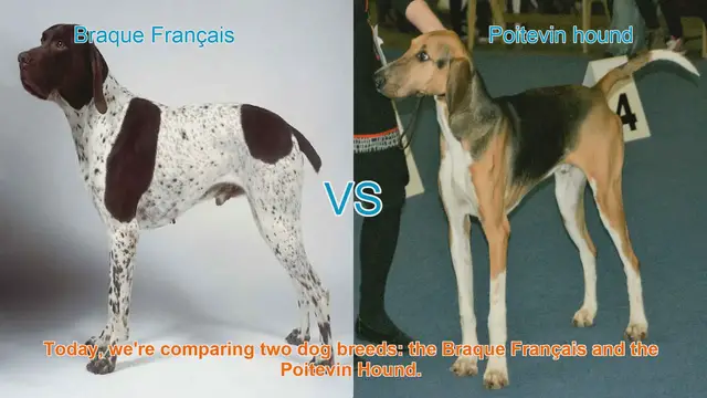 Video thumbnail for Braque Français vs. Poitevin Hound: A Comparison of Two French Dog Breeds
