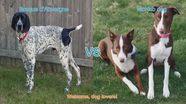 Video thumbnail for Braque d'Auvergne vs. McNab Dog: A Comprehensive Comparison